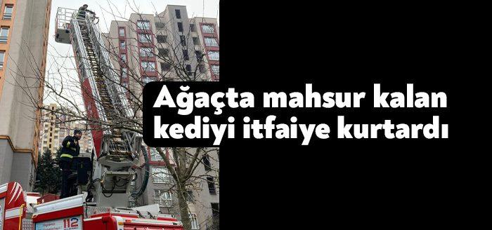 İzmit ilçesinde ağaçta mahsur kalan kedi, itfaiye ekipleri tarafından kurtarıldı.