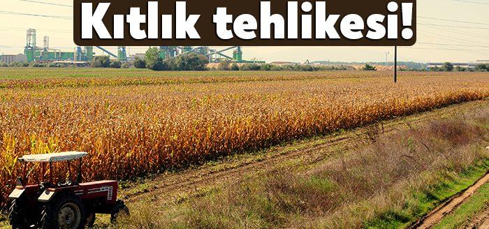 Rusya'nın Ukrayna'yı işgalinden bu yana buğday ve diğer tahıl fiyatları