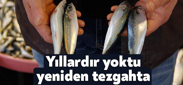 Uzun yıllardır denizlerde bolca bulunamayan uskumru yavrusu, Kocaeli'de yeniden balık