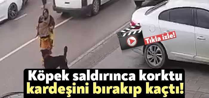 İzmit Yenişehir Mahallesinde başıboş bırakılan tasmalı bir köpek, kucağında kardeşi