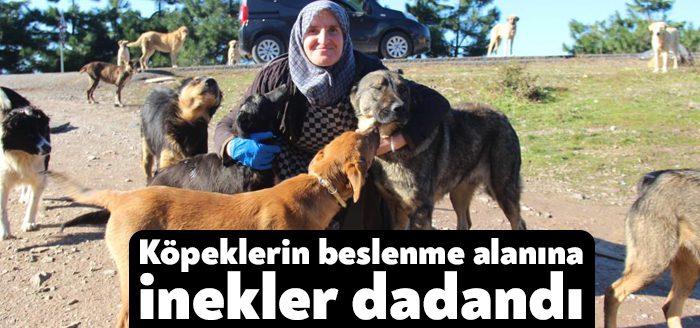 Kocaeli'de kendi imkanlarıyla ormanlık alanlardaki 300'ü aşkın köpeğe bakan hayvansever