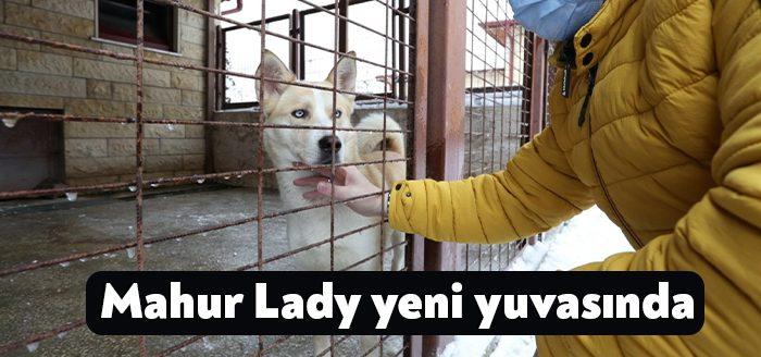 Kocaeli Büyükşehir Belediyesi sokak hayvanlarını sahiplendirme çalışmalarına devam ediyor. Bu