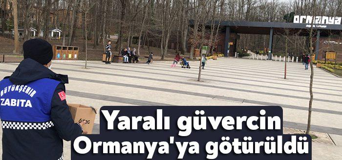 İzmit Leyla Atakan Caddesi üzerinde bulunan yaralı güvercine Büyükşehir Zabıta