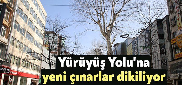 Kocaeli Büyükşehir’in Yeni Yürüyüş Yolu’na diktiği yeni çınar ağaçları, ilerleyen