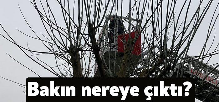 İzmit Vadikent Siteleri önündeki koruluktaki ağaçta kalan kedi itfaiye ekipleri