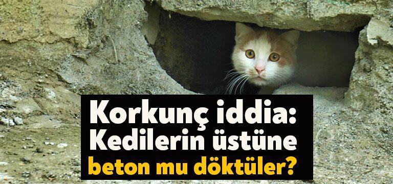 Kocaeli'nin Çayırova ilçesinde bir sitenin duvarındaki oyuğun, içerisinde saklanan kediler
