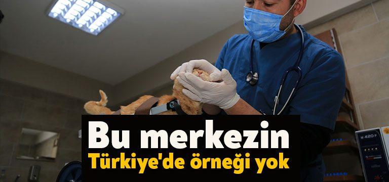 Kocaeli Büyükşehir Belediyesi'nin Patilik Mutlu Sokak Hayvanları Kasabası, kırık tedavisinden