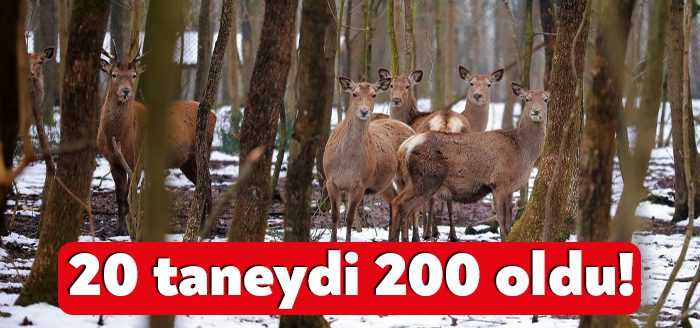Kocaeli’de Avrupa’nın en büyük doğal yaşam parkındaki alanında, kurulduğunda 20
