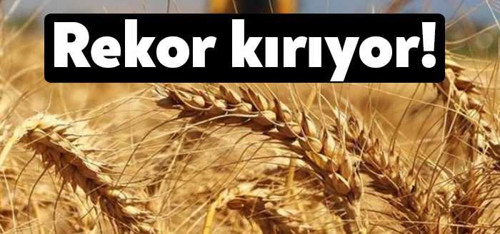 Buğday fiyatları, Rusya'nın Ukrayna'yı işgali nedeniyle tarihi zirvesini gördü. Amerikan