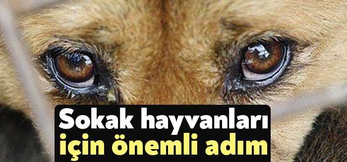 Çayırova Belediyesi Fen İşleri Müdürlüğü Sokak Hayvanları Geçici Bakım Evi