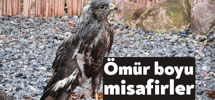 Çeşitli rahatsızlıklarla Ormanya’ya getirilen kuşlardan iyileşenler doğaya salınacak, iyileşemeyecek durumda