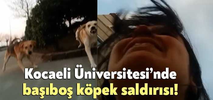 Kocaeli'de tehlike saçan başıboş sokak köpekleri, bu kez üniversite kampüsünde