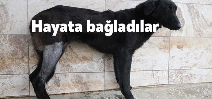 Sokak hayvanları konforu açısından Türkiye’ye öncü olan Kocaeli Büyükşehir’e bağlı