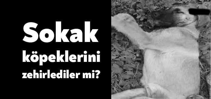 Kocaeli'nin Karamürsel ilçesinde zeytin ağaçlarının bulunduğu alanda vatandaşların beslediği 5