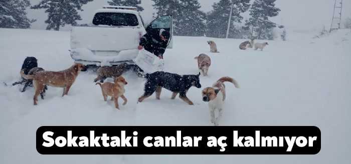 Kocaeli Büyükşehir Belediyesi Kocaeli’deki hayvan severlerle de gönül birliği yaparak