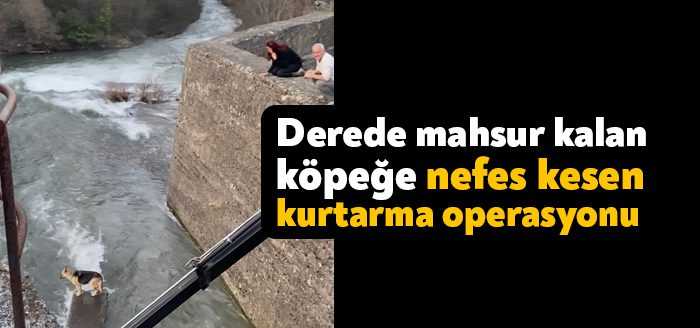 Kocaeli'nin Başiskele ilçesinde köpek derede mahsur kaldı. Bölgeye vinç çağıran