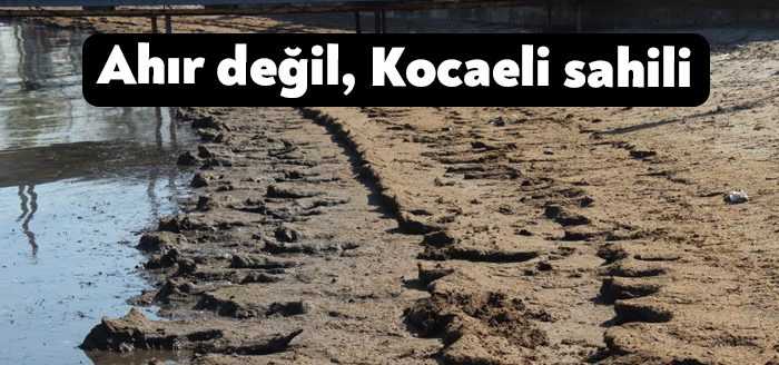 Kocaeli'de sorumsuzlar tarafından Beyoğlu Deresi'ne bırakılan hayvan gübresi körfeze kadar