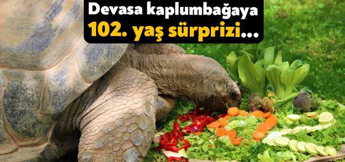 Kocaeli’nin Darıca ilçesindeki hayvanat bahçesinin en yaşlı üyesi Tuki isimli