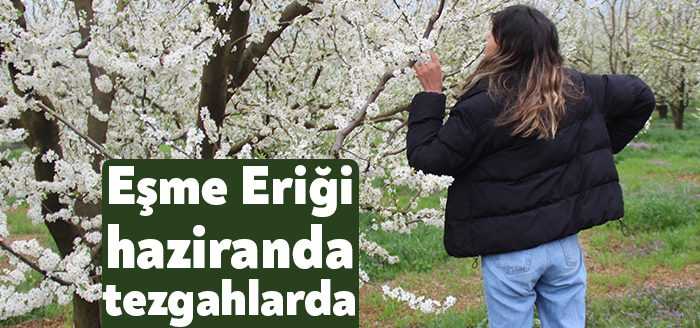 Kocaeli'nin Kartepe ilçesinde yetişen ve lezzetiyle ün salan Eşme eriği