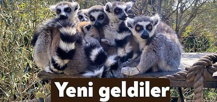 Madagaskar'da endemik bir tür olan lemurların yeni doğan yavruları korumak
