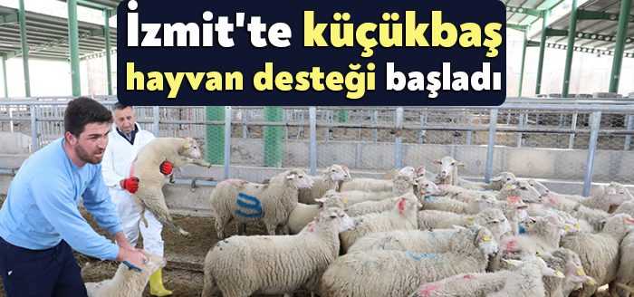 İzmit Belediyesinin kırsal kalkınma adına her köyden iki çiftçiye yüzde