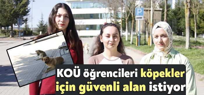 Kocaeli Üniversitesi'nde başıboş köpek sorunu gün geçtikte büyüyor. Köpeklerin saldırısına