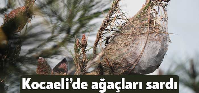 Kocaeli Büyükşehir Belediyesi insanlarda ve hayvanlarda alerjik reaksiyonlara yol açan