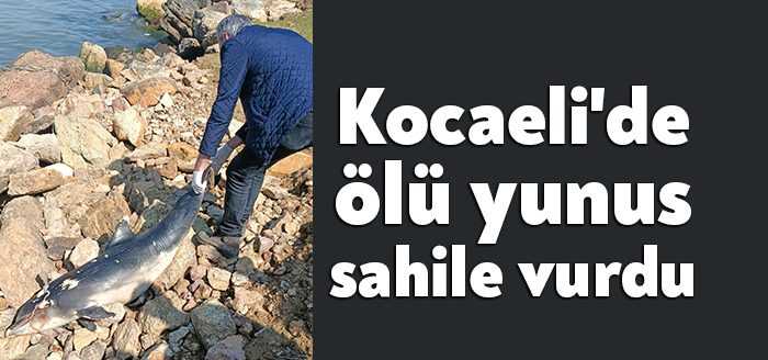 Kocaeli'nin Darıca ilçesinde sahile ölü yunus balığı vurdu.