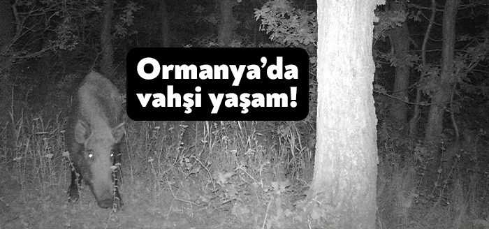 Türkiye’de ziyaretçi rekoru kıran Ormanya Doğal Yaşam Parkında, yaban hayatının