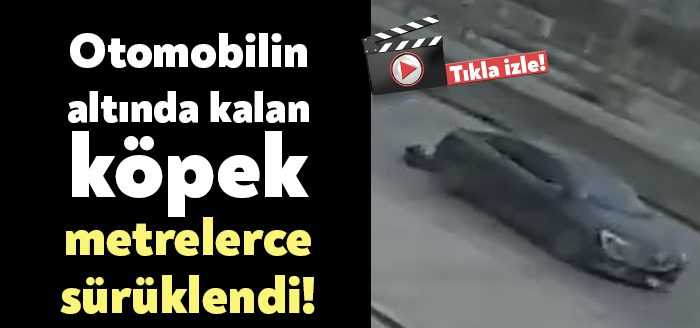Kocaeli'de otomobilin çarptığı köpek, aracın altında metrelerce sürüklendi. O anlar
