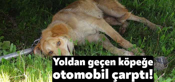 Kocaeli'de yolun karşısına geçmeye çalışan köpek, otomobilin çarpması neticesinde yaralandı.