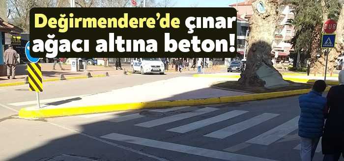 Değirmendere'de bir tarihi çınar betonla kaplandı. Aynı yerde yaya yolu