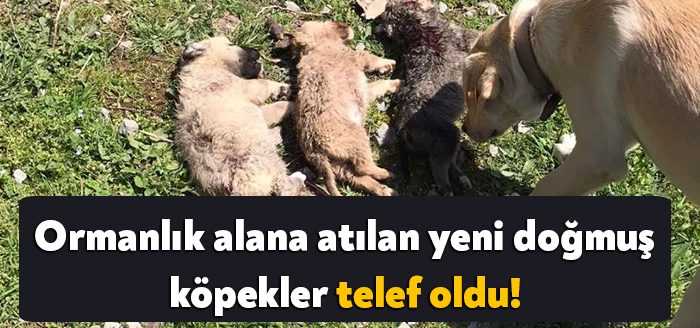 Kocaeli'nin Derince ilçesinde ormanlık alana atılan yeni doğmuş köpekler telef