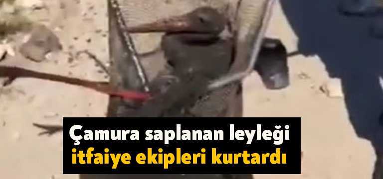 Kocaeli’nin İzmit ilçesinde derede çamura saplanan leylek için itfaiye ekipleri