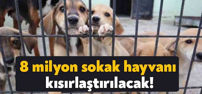 Kısa süre içerisinde sayısı ikiye katlanarak 8 milyonu aşan sahipsiz