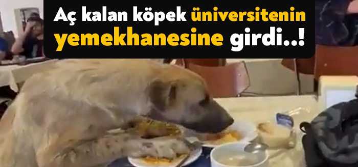 Aç kalan köpekleri Kocaeli Üniversitesi'nin yemekhanesine girdi, masadan yemek yedi.
