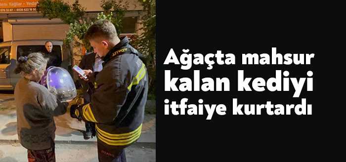 Gebze'de çıktığı ağaçta mahsur kalan kedi, itfaiye ekiplerince kurtarılarak sahibine