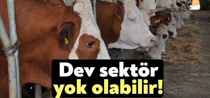 Zarar ettiklerinden dolayı hayvanlarını kesime gönderdiklerini söyleyen besiciler, "Bir kilo