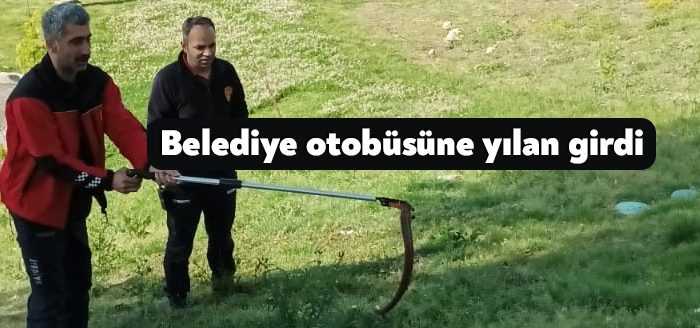 Kocaeli’nin Darıca ilçesinde belediye otobüsünün yakınlarında görülen yılan panik oluşturdu.
