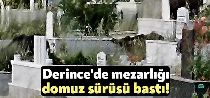 Kocaeli'nin Derince ilçesi Çınarlı Mahallesi'ndeki 17 Ağustos Şehitler Mezarlığı'nı domuz