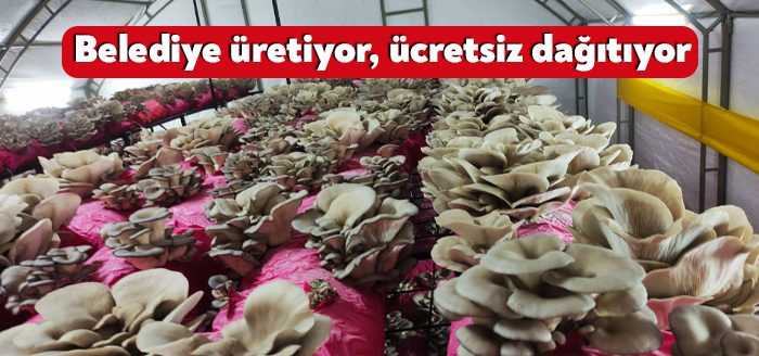 İzmit Belediyesi Çınar Ekibi, Yenişehir Mahallesi ve Mehmet Ali Paşa