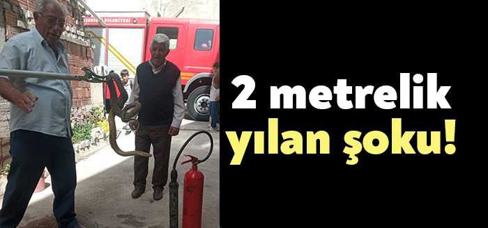  Kocaeli’nin Dilovası ilçesinde bahçeye giren 2 metrelik yılan paniğe neden