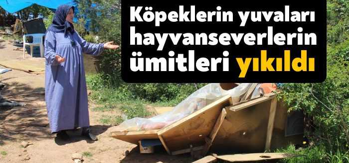 Kocaeli'nin Derince ilçesinde hayvanseverlerin yaklaşık 400 köpeğe bakabilmek için kendi
