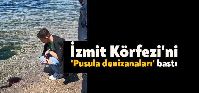 Yaklaşık 1 ay önce Çanakkale'de görülen ve zehirli olduğu iddia
