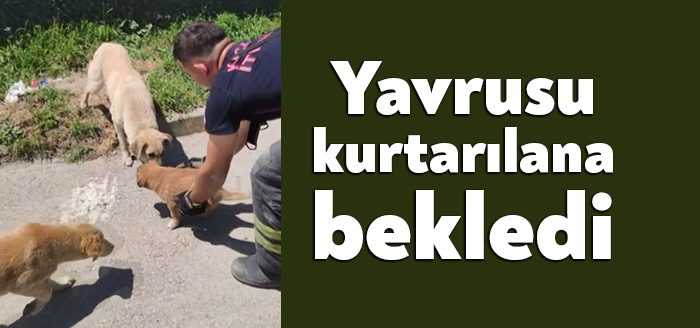 Kocaeli'de dün yavrusu su kanalına düşen anne köpek, kurtarılıncaya kadar