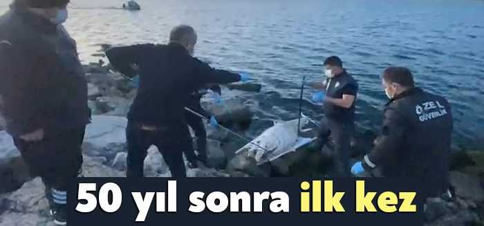 Kocaeli'nin Darıca ilçesinde ölü orkinos balığı sahile vurdu. İzmit Körfezi'nde