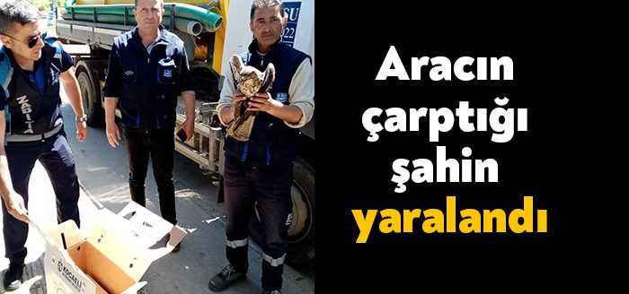 Kocaeli'nin Kandıra ilçesinde aracın çarpması neticesinde yaralanan şahin tedavi altına