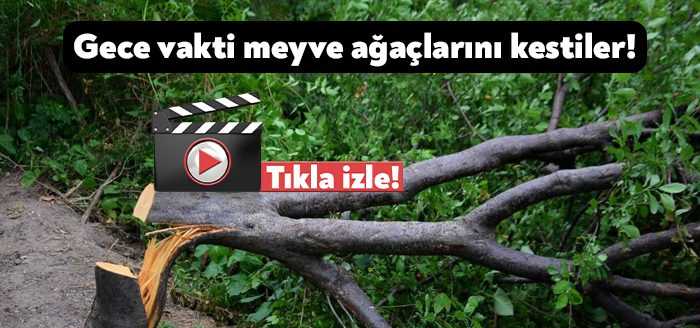 Kocaeli’de bir ağaçlık alanda gece vakti meyve veren ağaçlar kesildi.