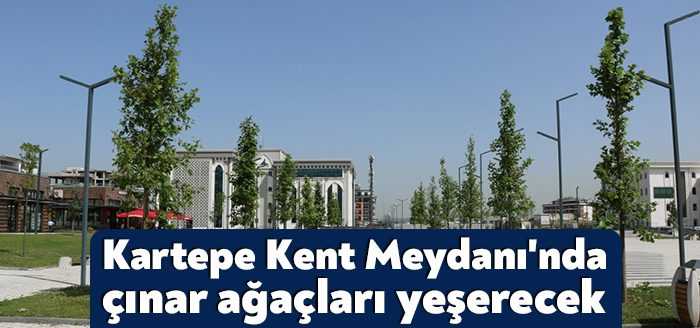Kocaeli Büyükşehir Belediyesi, Kartepe Kent Meydanı’na diktiği çınar ağaçlarıyla kente