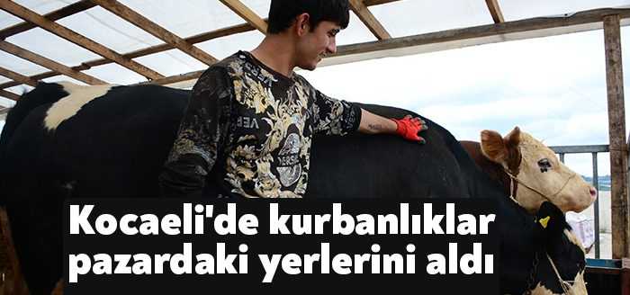 Kocaeli'de kurulan kurbanlık pazarında besicilerin hayvanları getirmesiyle beraber satışlar başladı.